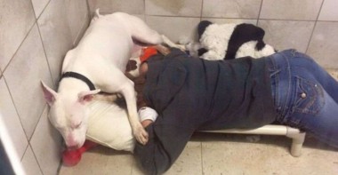 Foto: Facebook / @UnleashedPetRescue