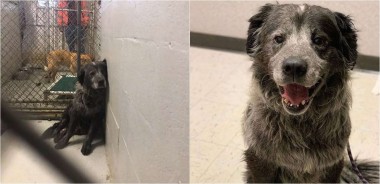Foto: Facebook / DallasDogRRR