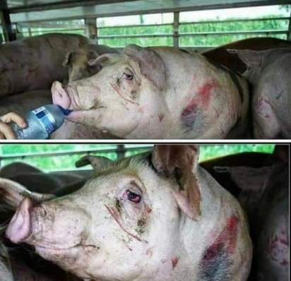 Péssimas condições de uma carga de Porcos