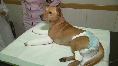 Cachorro foi levado para hospital veterinário com fraturas nas patas — Foto: TV Globo / Reprodução