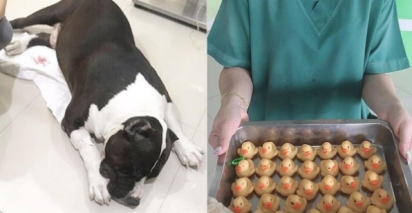 Cachorro protagonista de A Dama e o Vagabundo foi resgatado de