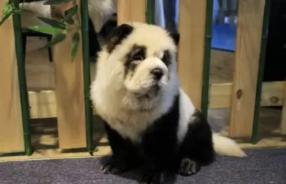 Café na China pinta cachorros como se fossem pandas e recebe críticas por  maus tratos, Mundo