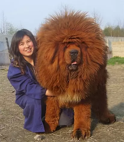 As 8 raças mais caras de cães do mundo