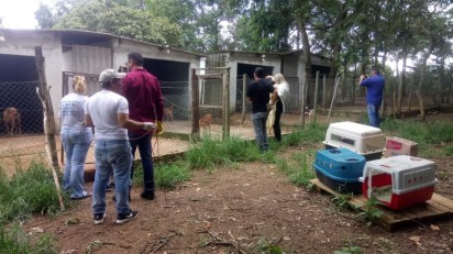 Animais sendo resgatados. Foto: Reprodução/Facebook Governador Ronaldo Caiado