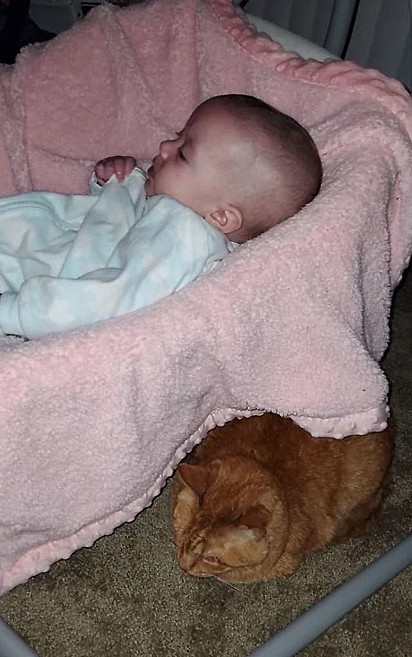 O gatinho Sunny aos poucos foi aceitando a presença da bebê.