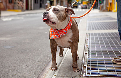 A pit bull foi rejeitada por família adotiva pelo fato de possuir hipotireoidismo.