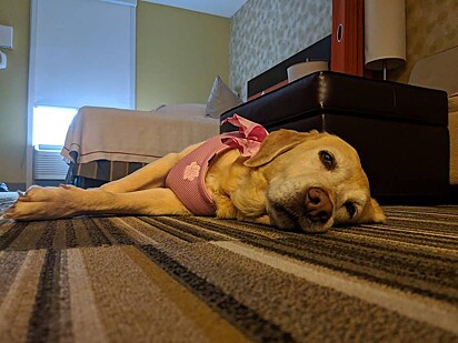 O hotel atua como lar temporário para cães desabrigados.