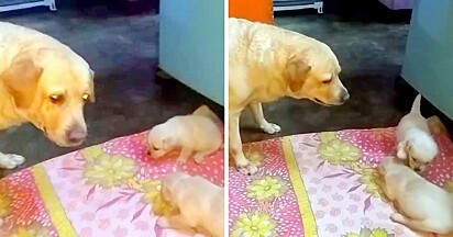 Fotos: Lucy & Milo / YouTube Após ignorarem a mãe, a cadela resolveu dar-lhes uma lição.