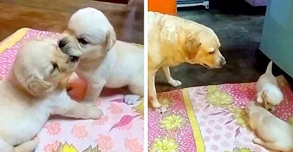 Fotos: Lucy & Milo / YouTube A labradora deu uma lição nos seus filhotinhos para pararem de brigar.