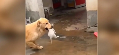 A Golden retriever encontrou o filhote de gato na rua e o carregou pela boca. (Foto: Reprodução Youtube/Viral Paws)