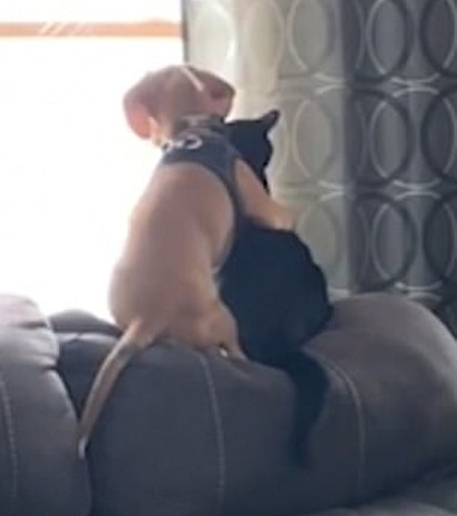 O cão Bo, da raça beagle, abraça carinhosamente o gato Jasper.