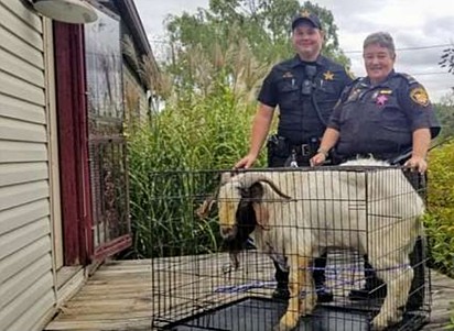 A polícia conseguiu convencer a cabra a sair de casa.