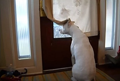 O pit bull Cotton fica a espreita esperando a chegada do seu dono.