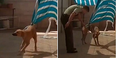 O cão foi resgatado por um policial.