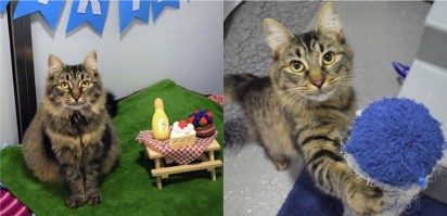 Foto: Battersea Dogs & Cats Home