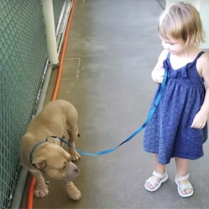 A menina insistiu aos seus pais para adotarem a pit bull. (Foto: Reprodução/The Dodo)