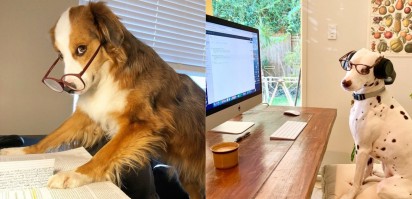  DogsWorkingFromHome / Instagram 