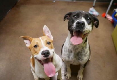Foto: Florence-Lauderdale Animal Services