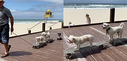 Foto: Sophie Flecknor/Arquivo Pessoal Cachorros passeiam de skate e óculos de sol em praia.