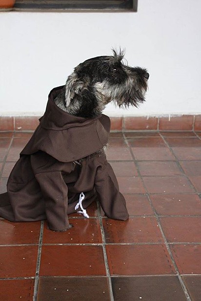 O cachorrinho ganhou roupas iguais as dos monges.
