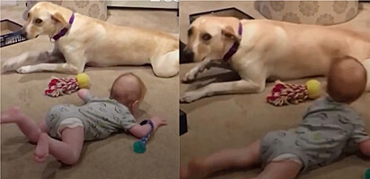 Cachorra engatinha para incentivar bebê a fazer o mesmo.