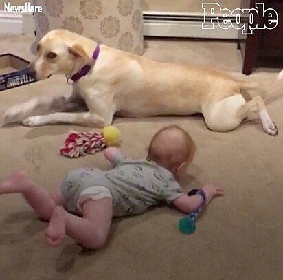 A cachorrinha engatinhando ao lado da bebê.