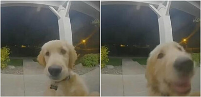 Cão golden retriever toca a campainha de casa para avisar que voltou de passeio.