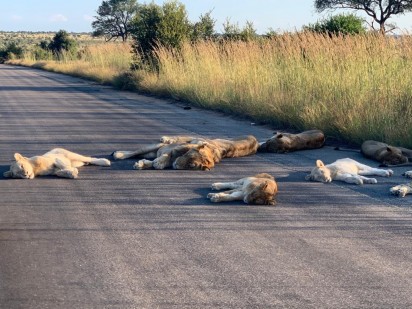 Foto: @SANParksKNP / Twitter