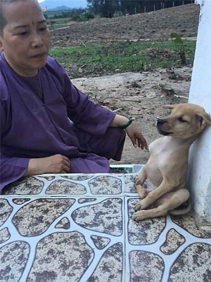 Os cães foram resgatados por monges budistas.