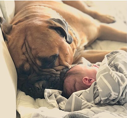 Brutus e o bebê dormindo juntos.