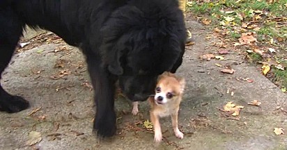 Carly e Silas, o cachorro da família de 63 kg.