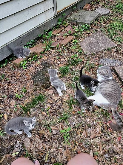 A mamãe felina apresentou os filhotes para a mulher que estava a alimentando.