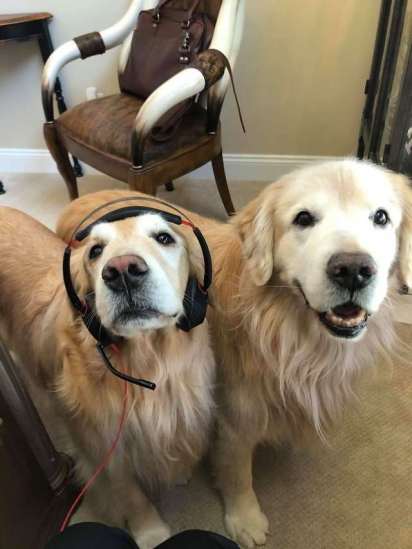 Apesar das bagunças, Rochelle é apaixonada pelos seus golden retrievers. (Foto: Facebook / Rochelle Andonian)