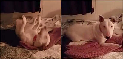 Cachorro faz festa após deitar em cama pela primeira vez ao ser adotado.