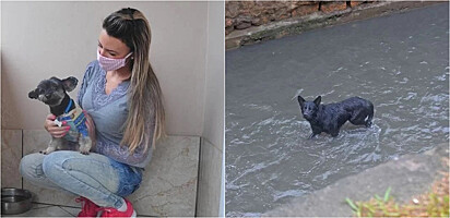 Foto: Alina Souza / CP O cão foi encontrado perdido dentro de um córrego em Porto Alegre.