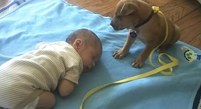 A cachorrinha próxima do bebê.