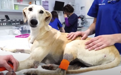 A cadelinha foi resgatada e encaminhada para uma clínica veterinária.