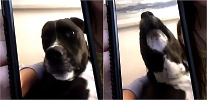Cachorro e tutora se comunicam por vídeo chamada.