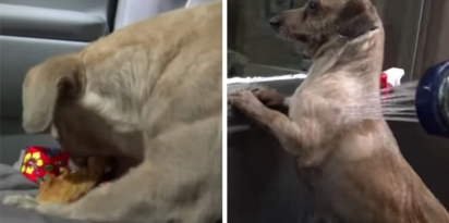 O cachorrinho tomou um banho e foi levado para avaliação do veterinário que constatou que estava tudo bem. (Foto: Hope For Paws - Official Rescue Channel)