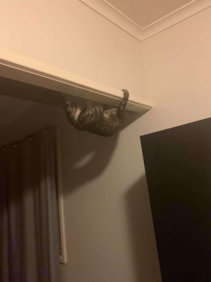 Katie ficou chocada quando viu seu gatinho subindo pelo teto. (Foto: Arquivo Pessoal/Katie Shrume)