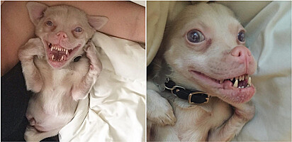 Foto: Instagram / tuckerwearsgoggles Cachorro de aparência incomum é muito feliz e adora sorrir
