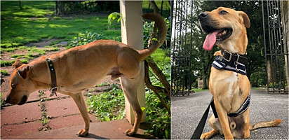 O cão Deuce possui duas patas após sofrer maus-tratos e ter infecção.