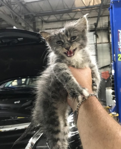O gatinho foi encontrado no motor do carro que Will estava consertando. (Foto: Arquivo Pessoal)