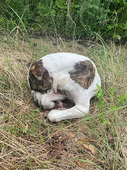 A atitude dos adolescentes permitiu que o cão encontrasse a sua família.