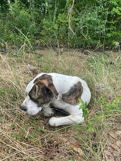 O cachorro foi encontrado com a perna machucada.