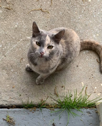 Giselle se mudou de casa e junto ganhou um gatinho. (Foto: Facebook/Giselle Bodin Lyons via My house, not my cat)