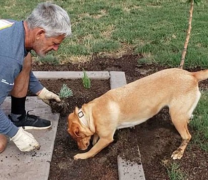 O cão cava a terra e o homem planta.