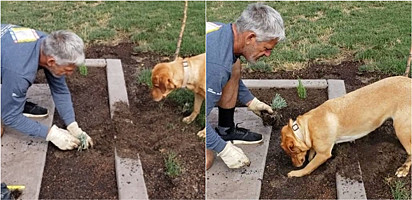 Jardineiro encontra maneira genial de plantar suas mudas sem precisar de uma pá.