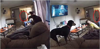 O cachorro percebeu que algo estranho acontecia na casa.