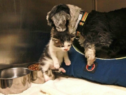 Ninguém procurou pela shih-tzu, então ela e o gatinho foram enviados para um lar adotivo - juntos. (Foto: Facebook / Goldie N Kate Doe)